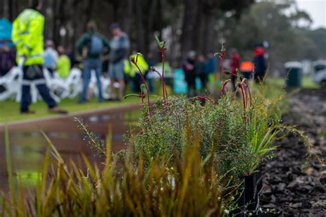 Town of Victoria Park Urban Forest Strategy .